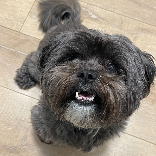 Black Shih Tzu standing on wood floor looking up and smiling