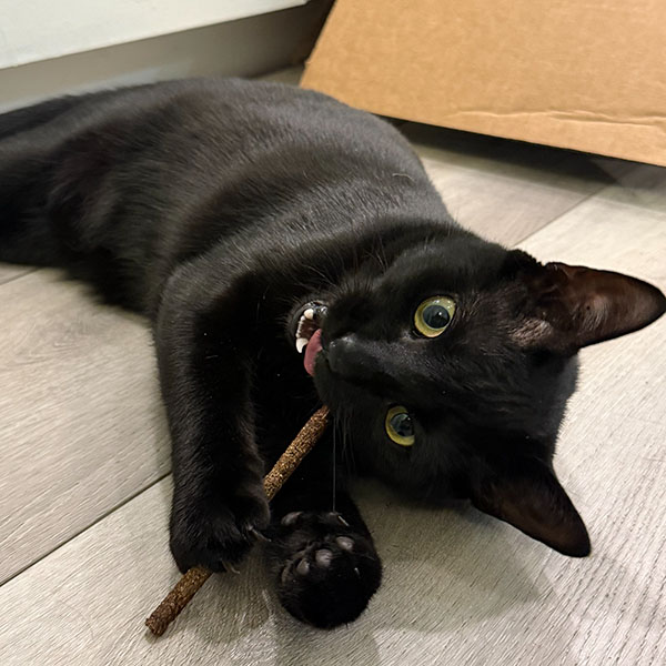 Black cat laying on its side on the floor chewing on a treat stick during in-home pet sitting