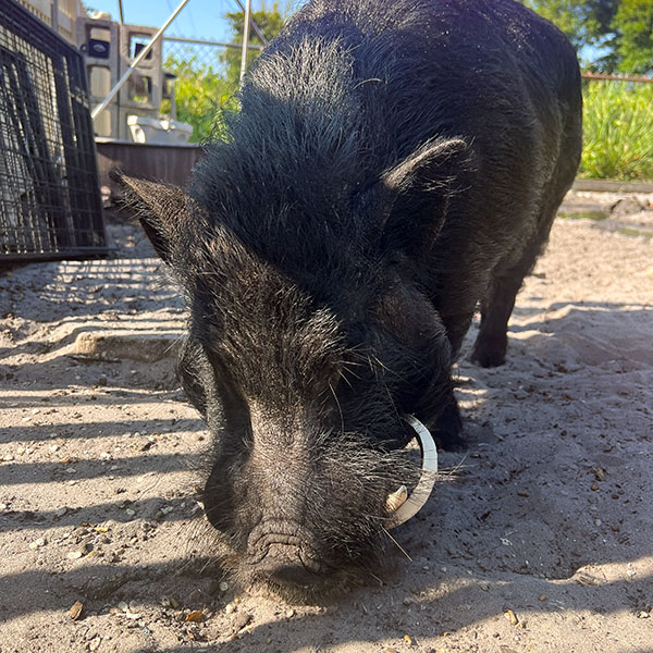 Black pet pig sniffing sand in enclosure