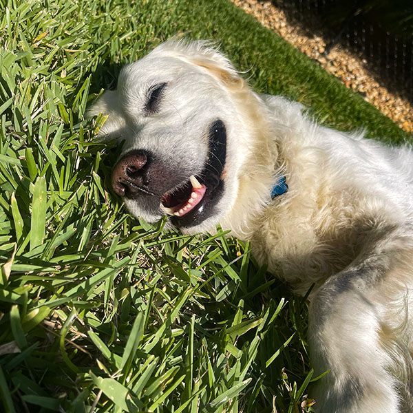 Blonde long haired dog basking in the sun in the grass