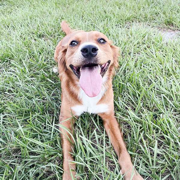 Copper brown dog with white chest smiling at camera laying in the grass