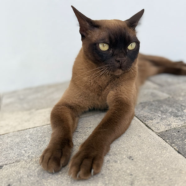 Dark brown and black short haired cat laying on stone floor