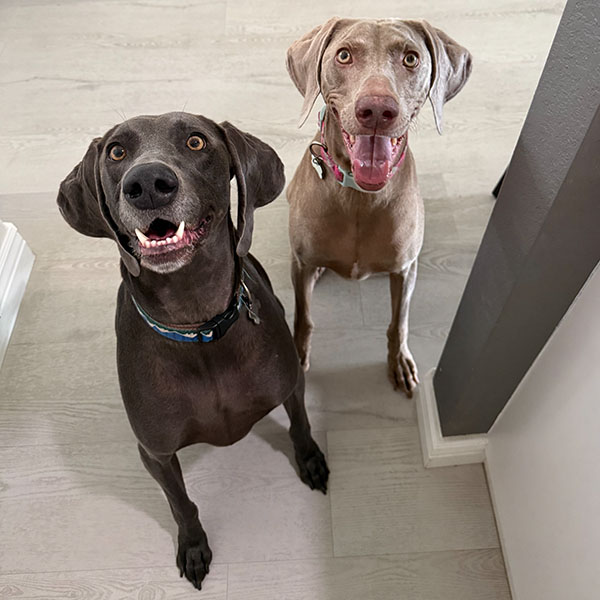 Dark brown and light brown dogs sitting in doorway smiling