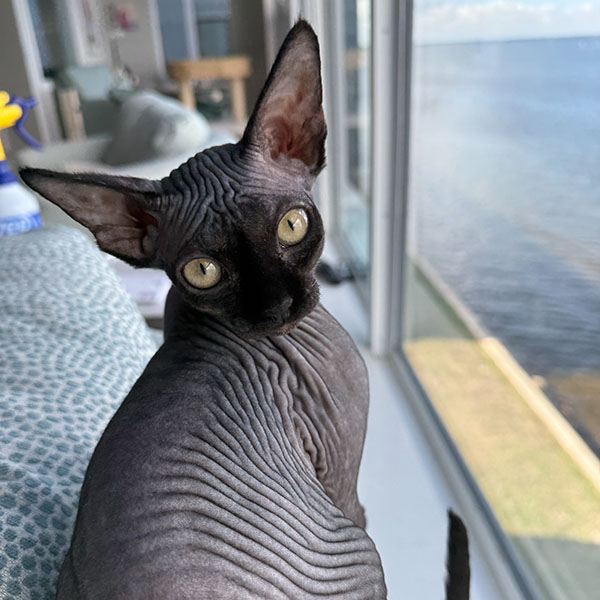 Hairless cat sitting on sofa back near a window overlooking the water