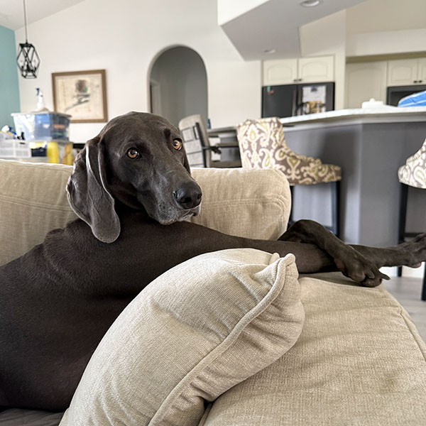 Large dark gray dog resting on the couch with its paws crossed over the backrest
