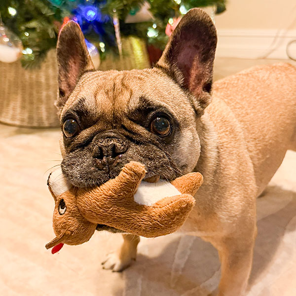 Light brown French Bulldog standing near a Christmas tree with a stuffed toy in its mouth