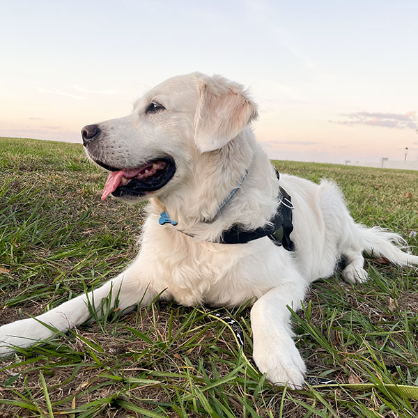 Light colored golden retriever wearing a black harness laying in the grass
