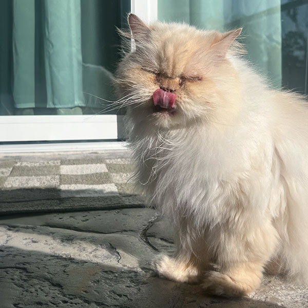 Long haired blonde cat with eyes closed and tongue out touching its nose on lanai