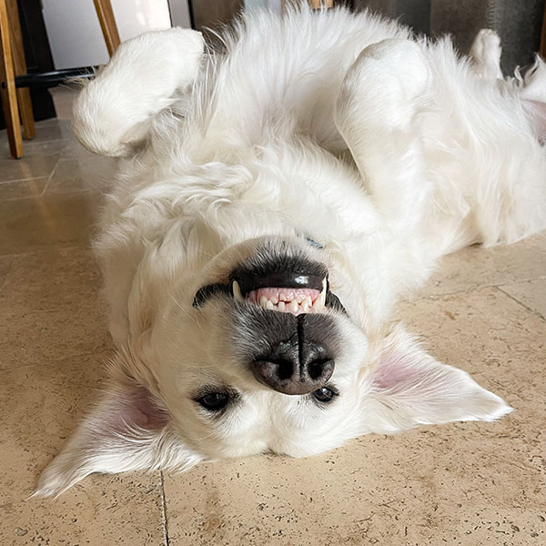 Long haired white dog laying on its back on a tan tile floor smiling