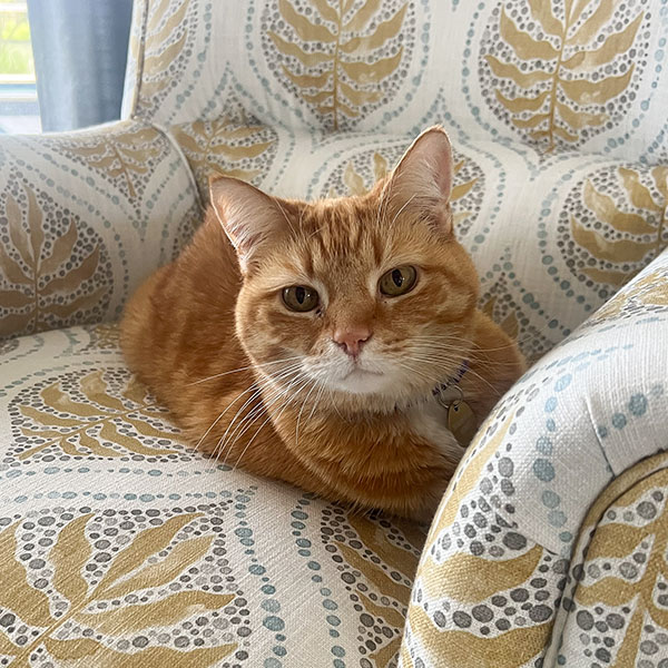Orange brown cat resting comfortably in a mustard leaf patterned armchair
