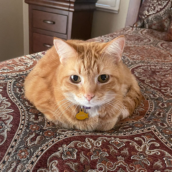 Orange striped cat laying on a burgundy paisley comforter
