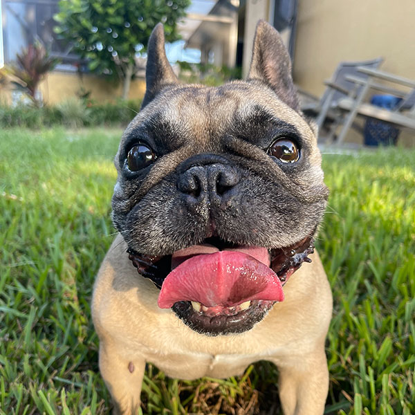 Tan and black Frenchie smiling at camera while sitting in grass