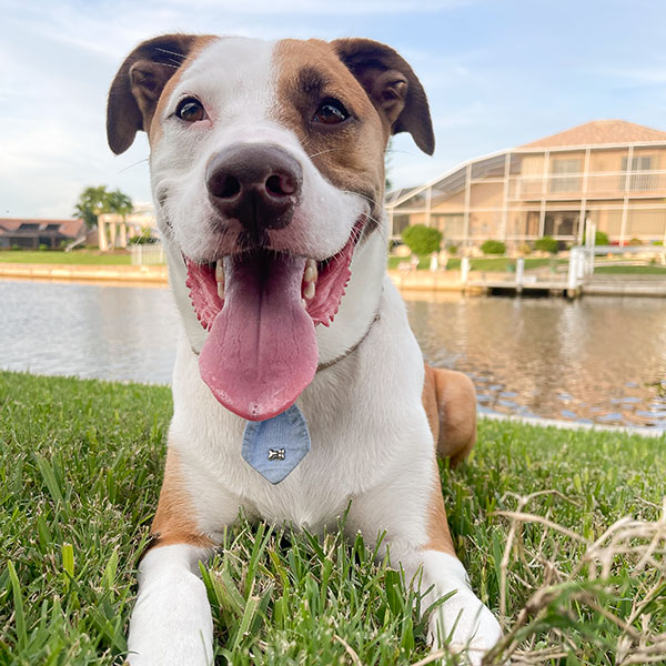 Tan and white mixed breed adult dog wearing a baby blue tie laying ini the grass along a canal