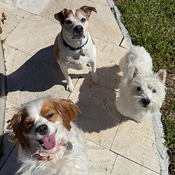 Three dogs of various breeds on paver walkway outdoors looking up at the camera