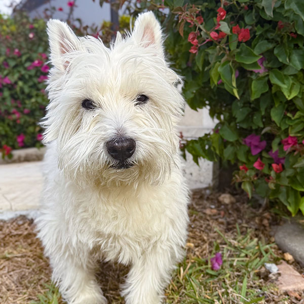 Westie terrier standing in landscaping outdoors