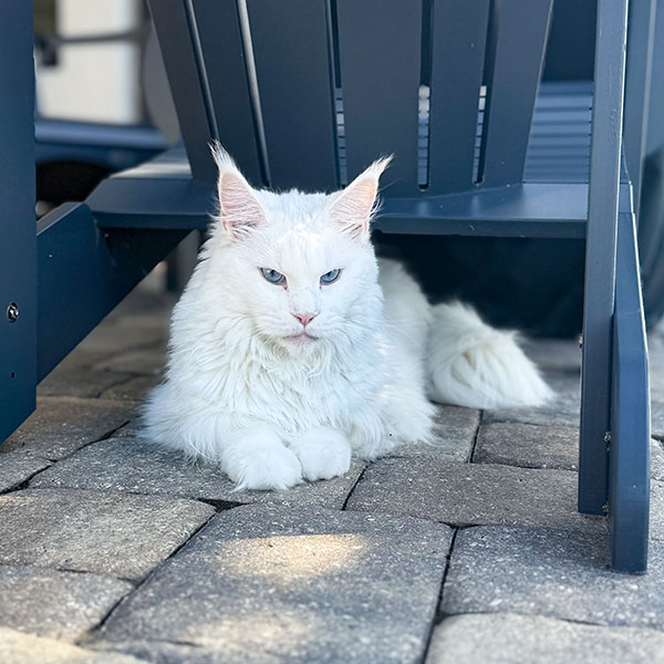 White adult cat sitting on paver lanai under dark blue adirondack chair