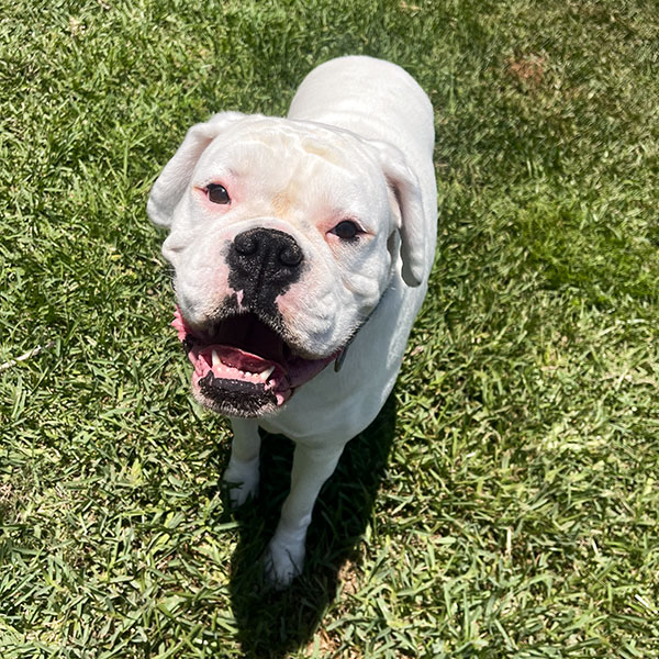 White boxer mix standing in grass outdoors