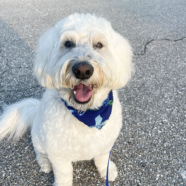 White doodle wearing a dark blue bandana sitting on pavement