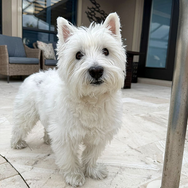 White terrier mix standing on tile pool deck at home