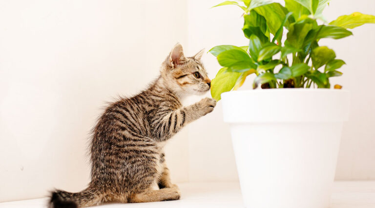 Striped curious kitten pawing at a houseplant in a white ceramic pot